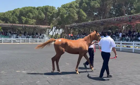 29 safkan Arap tayı satışa sunuldu