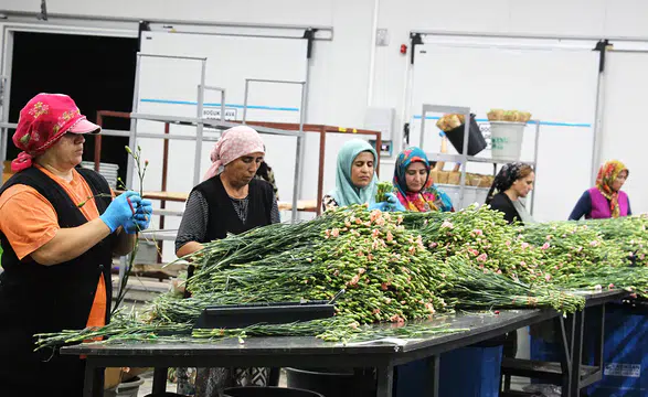 Süs bitkisi ihracatında yılın ilk yarısında rekor kırıldı