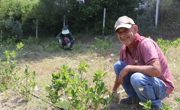 Emekli ikramiyesiyle bakımsız tarlayı aronya bahçesine dönüştürdü