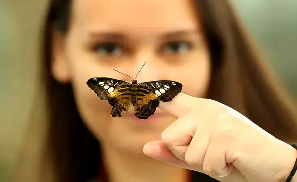 Antalya'da tropikal iklimde 20 binden fazla kelebek ziyaretçilerle buluşuyor