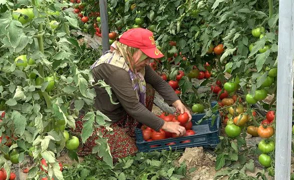 Deregümü köyünde üretilen domatesler ihraç ediliyor