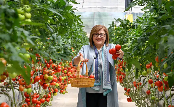 Gaziantep'te enerjisini "çöpten" alan seradan yıllık 28 ton hasat