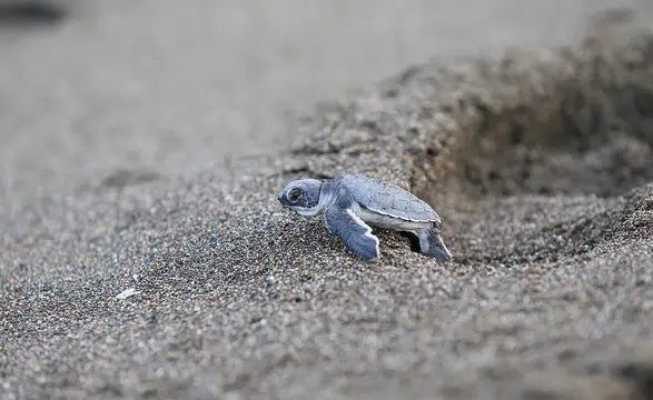 Yumurtalarından çıkan kaplumbağalar Akdeniz'in mavi sularıyla buluşuyor
