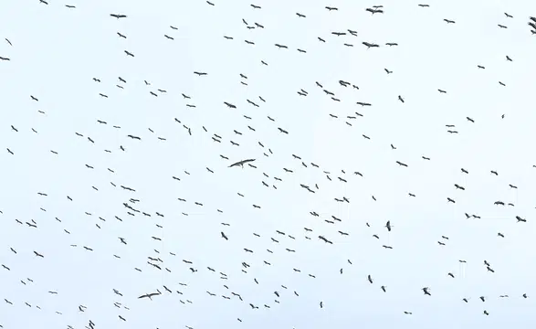 Göç eden leylekler Hatay semalarında görüntülendi