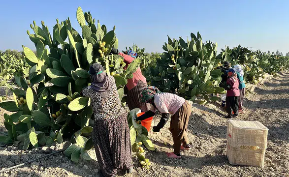 Mersin'de dikenli incir üreticilerinin zorlu hasat mesaisi başladı