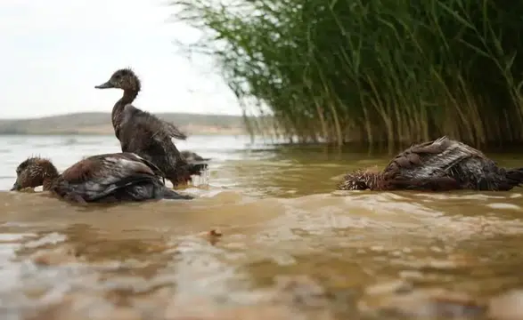 Koruma altındaki angut yavruları doğal yaşam alanına bırakıldı