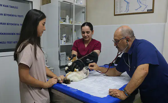 Meme kanserine yakalanan kedi "Benek" ameliyatla sağlığına kavuştu