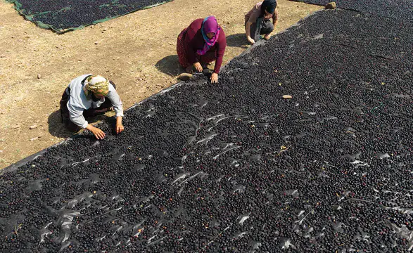 Üzüm Cenneti Hassa'da üreticilerin kurutma mesaisi