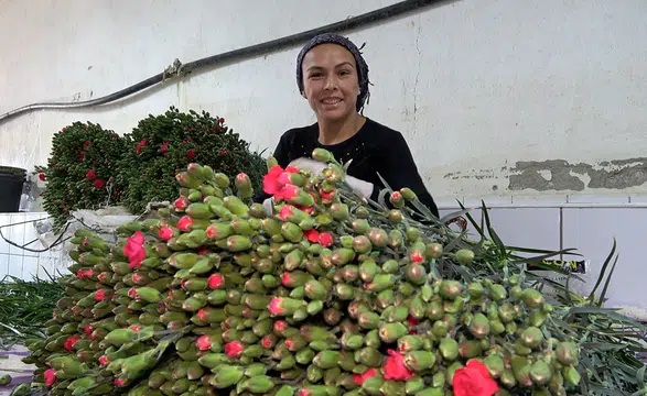 Isparta'da yetişen karanfiller Arupa'ya ihraç ediliyor