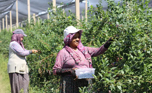 Çin'den döndü, ailesinin atıl arazisini "ihracat" bahçesine dönüştürdü