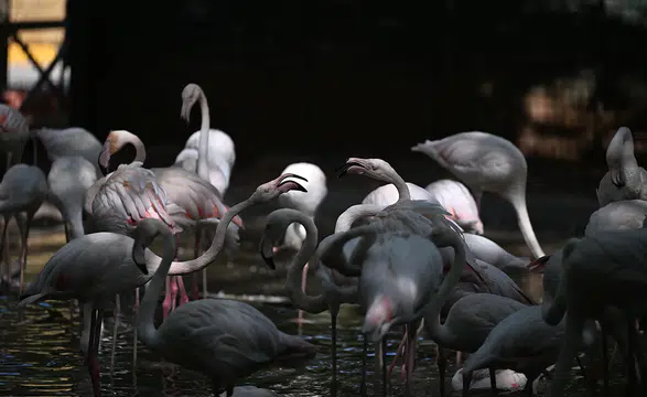 Gaziantep Doğal Yaşam Parkı'ndaki flamingo sayısı 52'ye ulaştı