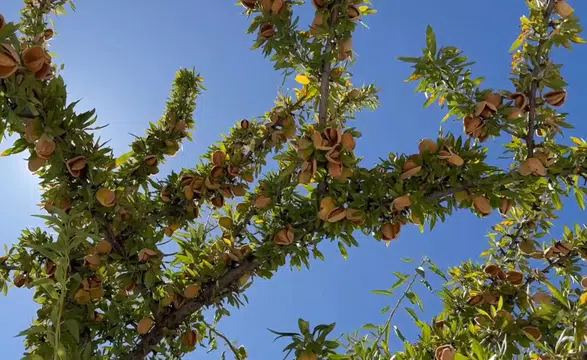 Belediye atıl arazilerini tarımsal üretimle gelire dönüştürdü