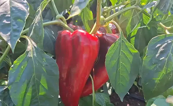 Bafra Ovası’nda yetişiyor, Kahramanmaraş mutfağına ulaşıyor