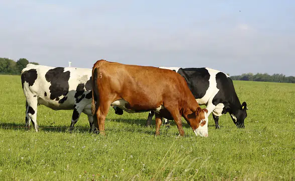 GEKİS ile her büyükbaş hayvanın dijital bir kimliği olacak