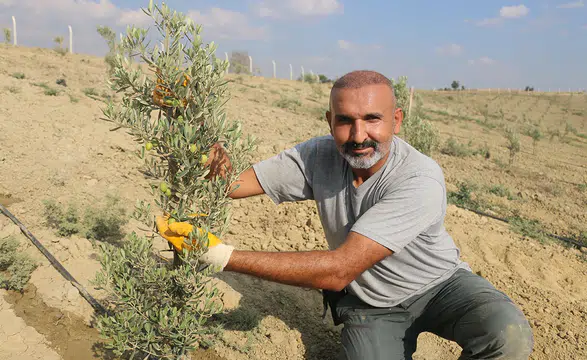 Adanalı gazinin tarıma merakı 950 ağaçlık zeytin bahçesine dönüştü