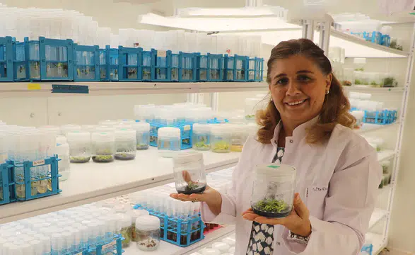 TÜBİTAK destekli projeyle yeni tohum çeşitleri geliştiriliyor