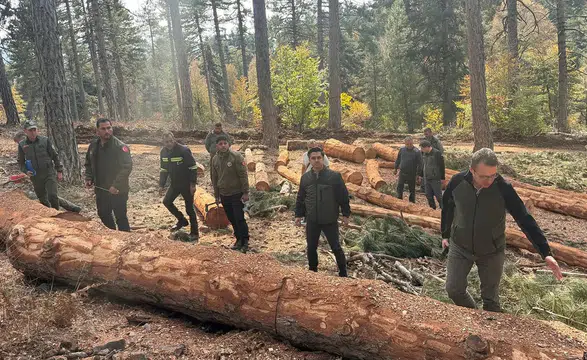 Kahramanmaraş Orman Bölge Müdürü Cabaroğlu, karaçam sahalarını inceledi