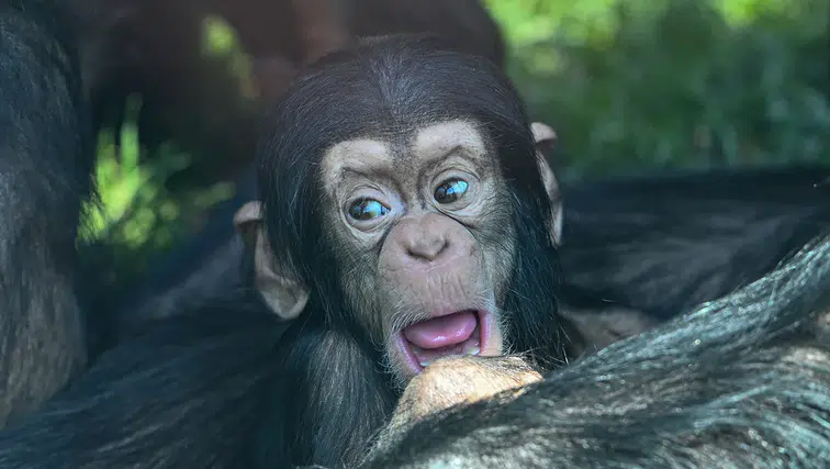 Gaziantep Doğal Yaşam Parkı'nda dünyaya gelen yavru şempanze ilgi odağı oldu