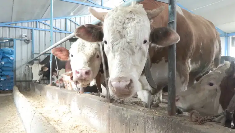 Birer tonluk iki tosun, 380 ile 410 bin liradan alıcı buldu