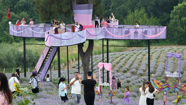 Osmaniye'de Lavanta ve Zeytin Çiçeği Festivali düzenlendi