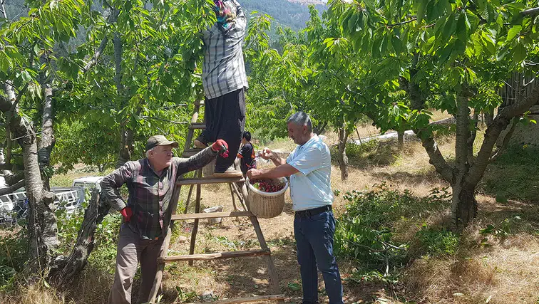 Amanos eteklerinde yetişen Napolyon kirazında hasat sürüyor