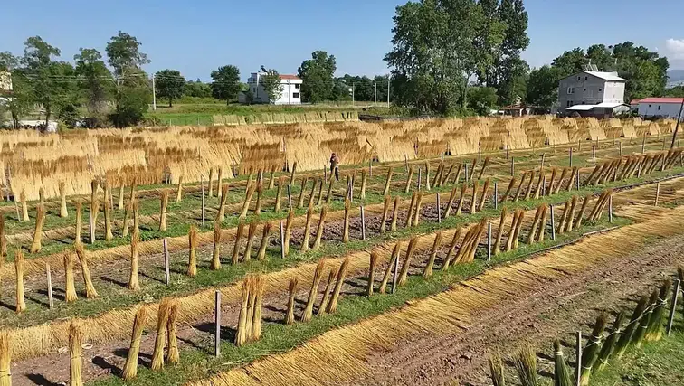 Doğal olarak yetişen "goga otu" çiftçilerin gelir kapısı oldu