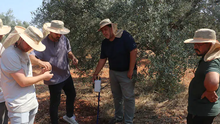 Kooperatif kuran doktorlar zeytin verimi için yapay zekadan destek alıyor