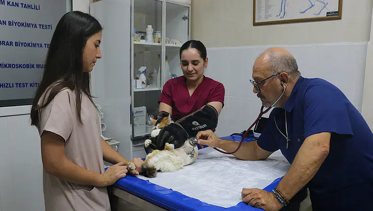 Meme kanserine yakalanan kedi "Benek" ameliyatla sağlığına kavuştu