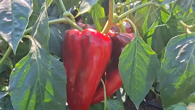 Bafra Ovası’nda yetişiyor, Kahramanmaraş mutfağına ulaşıyor