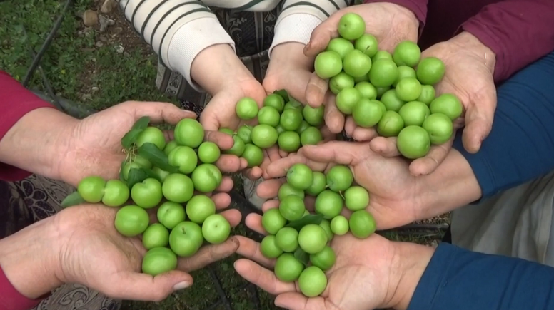 Mersin'de açık alanda yetiştirilen erikte hasat mesaisi başladı
