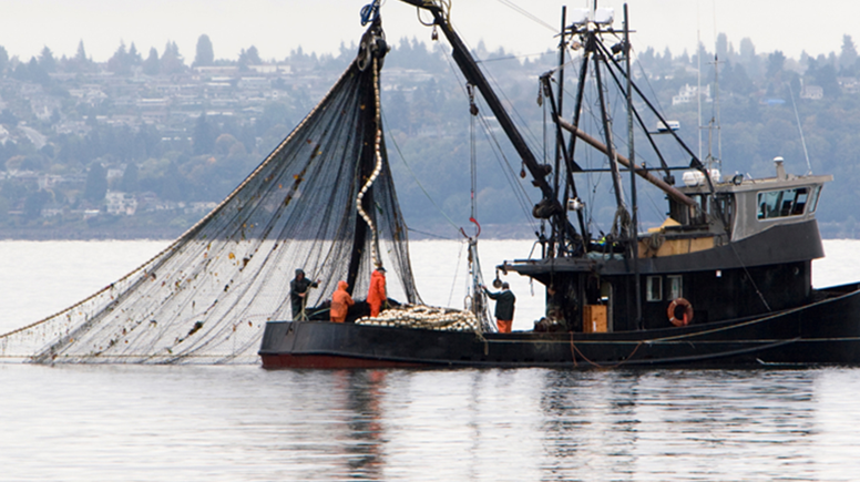 Son yılların en verimli hamsi sezonu tamamlandı