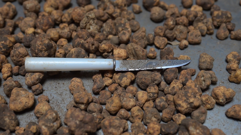 Türkiye'den topladığı trüf mantarlarını Avrupa'ya gönderiyor