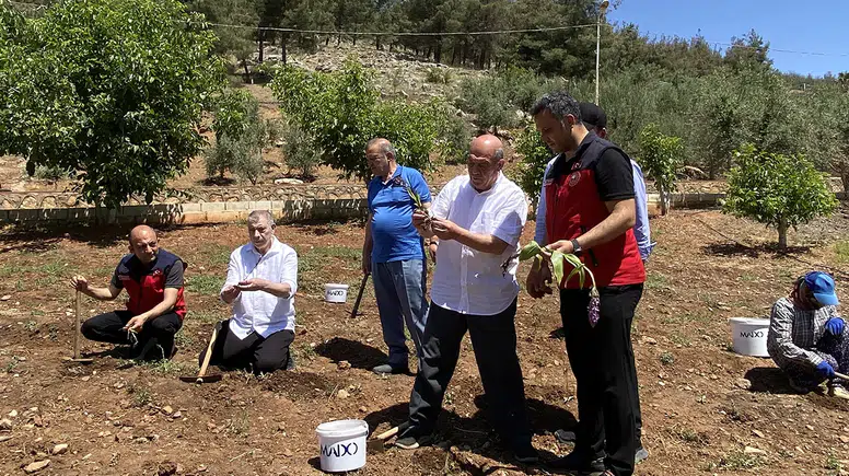Maraş dondurmasına lezzet veren salebin hasadı yapıldı