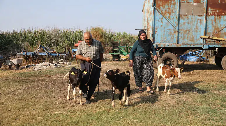 40 yıllık besici çiftin, "yüz binde bir görülen" üçüz buzağı sevinci