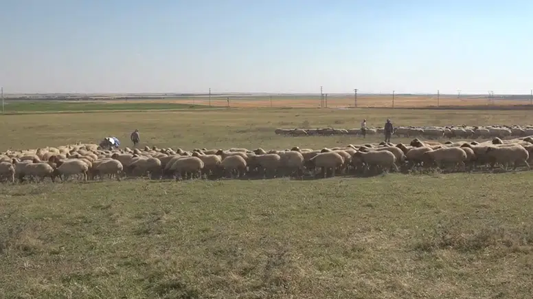 Hayvan varlığı 400 bini aşan TİGEM'den damızlık desteği