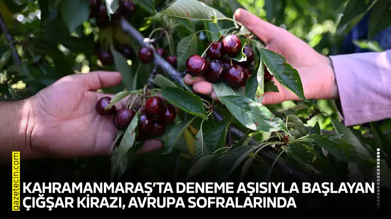 Kahramanmaraş’ta deneme aşısıyla başlayan Çığşar kirazı, Avrupa sofralarında