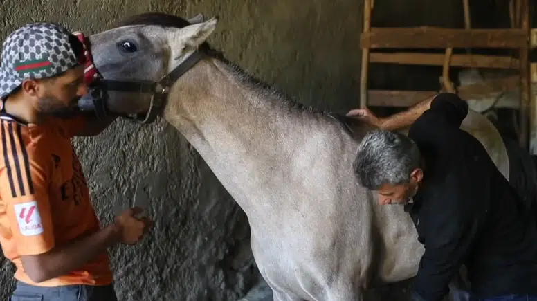Dede yadigarı at yetiştiriciliğini şampiyonluklarla yaşatıyorlar