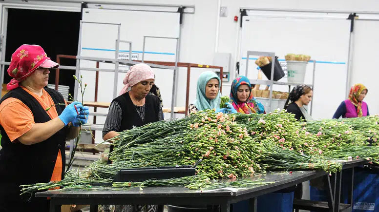 Süs bitkisi ihracatında yılın ilk yarısında rekor kırıldı