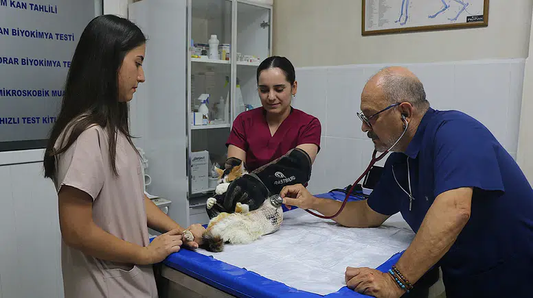 Meme kanserine yakalanan kedi "Benek" ameliyatla sağlığına kavuştu