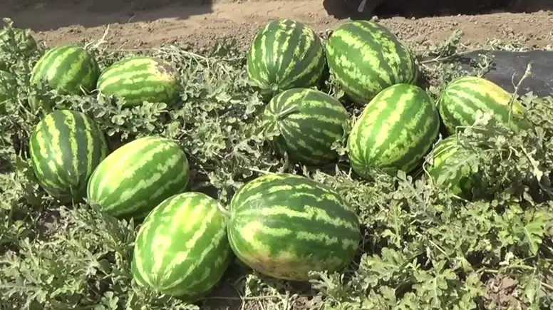 Muş'ta 230 bin ton karpuz üretilmesi bekleniyor