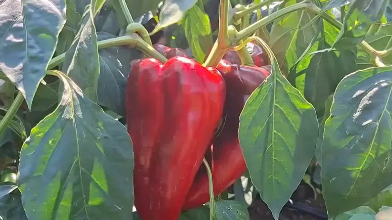 Bafra Ovası’nda yetişiyor, Kahramanmaraş mutfağına ulaşıyor