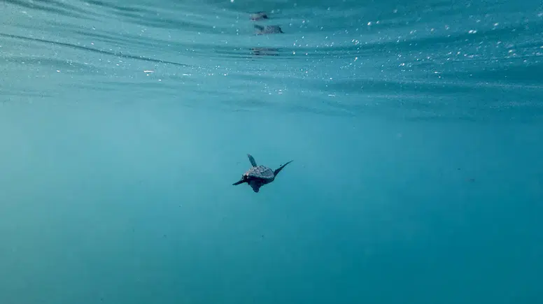 Kızılot sahilinde 1600 yuvadan 40 bin caretta caretta denizle buluştu