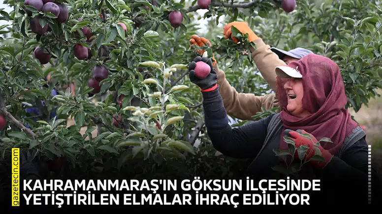 Kahramanmaraş'ın Göksun ilçesinde yetiştirilen elmalar ihraç ediliyor