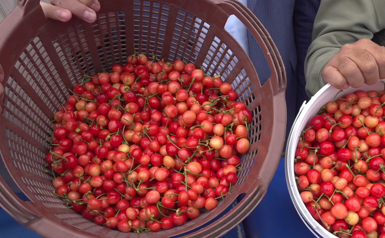 2026 yılının ilk kiraz hasadı başladı