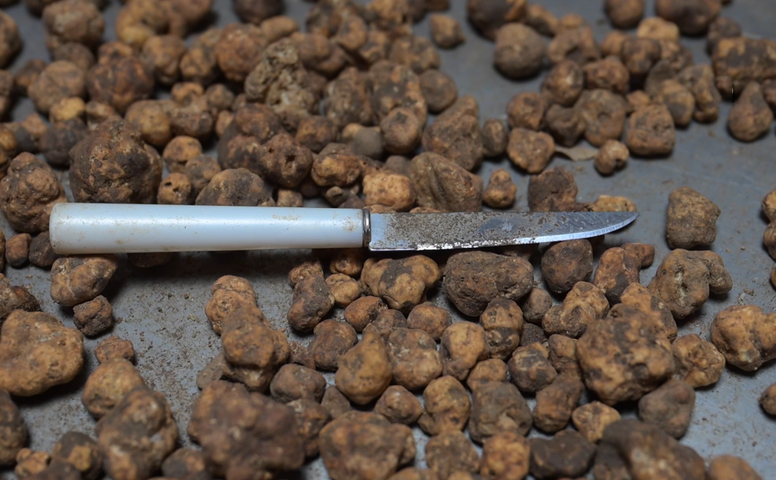 Türkiye'den topladığı trüf mantarlarını Avrupa'ya gönderiyor