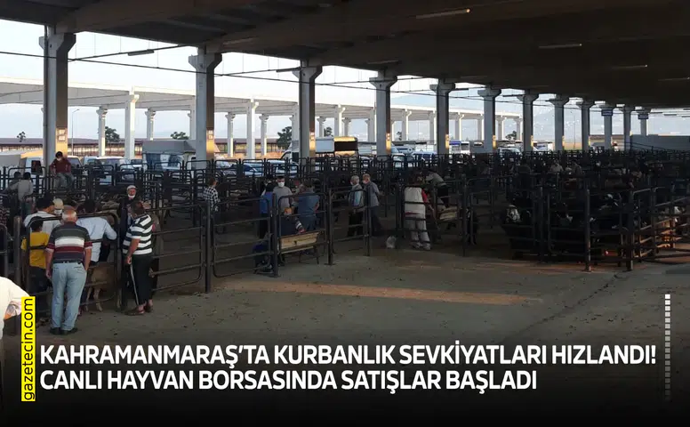 Kahramanmaraş’ta kurbanlık sevkiyatları hızlandı! Canlı Hayvan Borsasında satışlar başladı