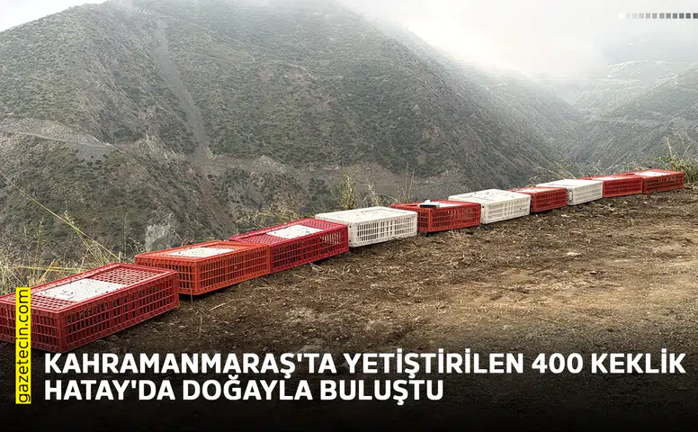 Kahramanmaraş'ta yetiştirilen 400 keklik Hatay'da doğayla buluştu
