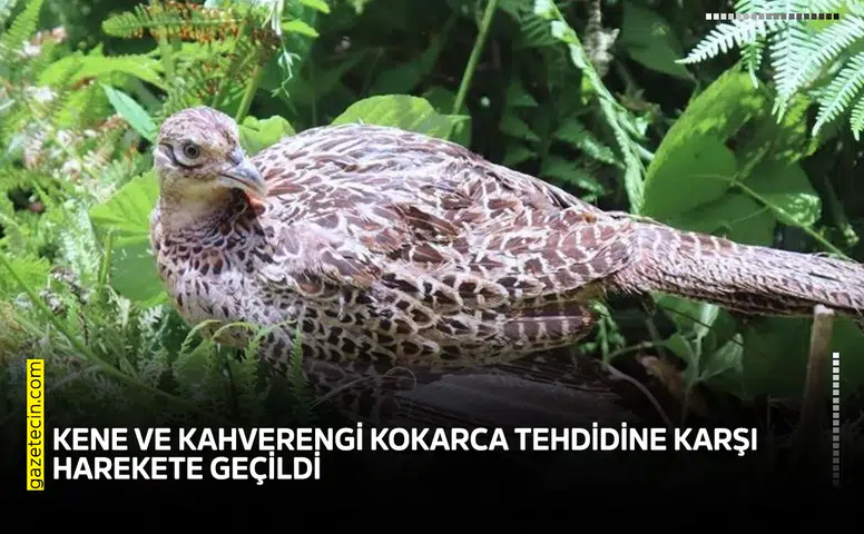 Kene ve kahverengi kokarca tehdidine karşı harekete geçildi