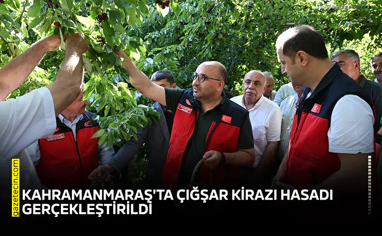 Kahramanmaraş'ta Çığşar kirazı hasadı gerçekleştirildi