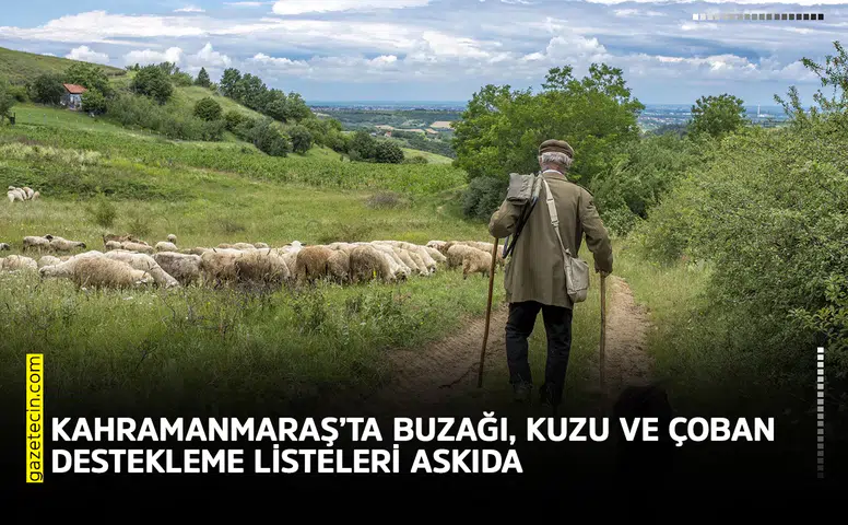 Kahramanmaraş’ta buzağı, kuzu ve çoban destekleme listeleri askıda